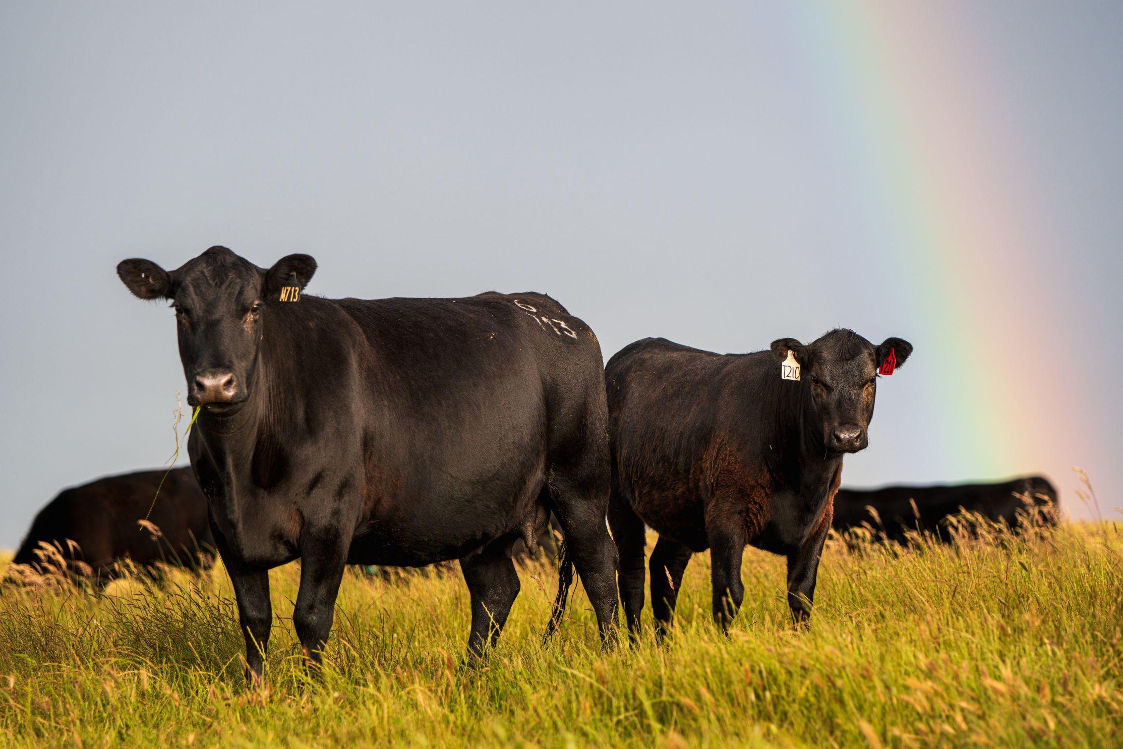 Cattle 71