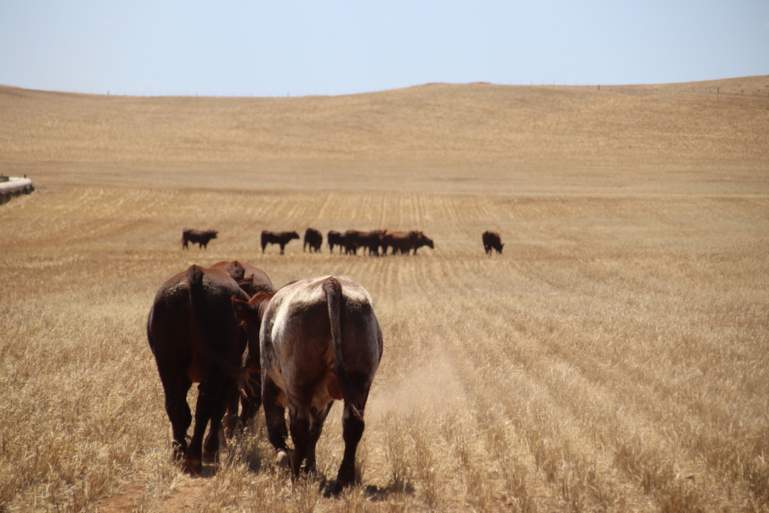 Cattle Sophie Ashby