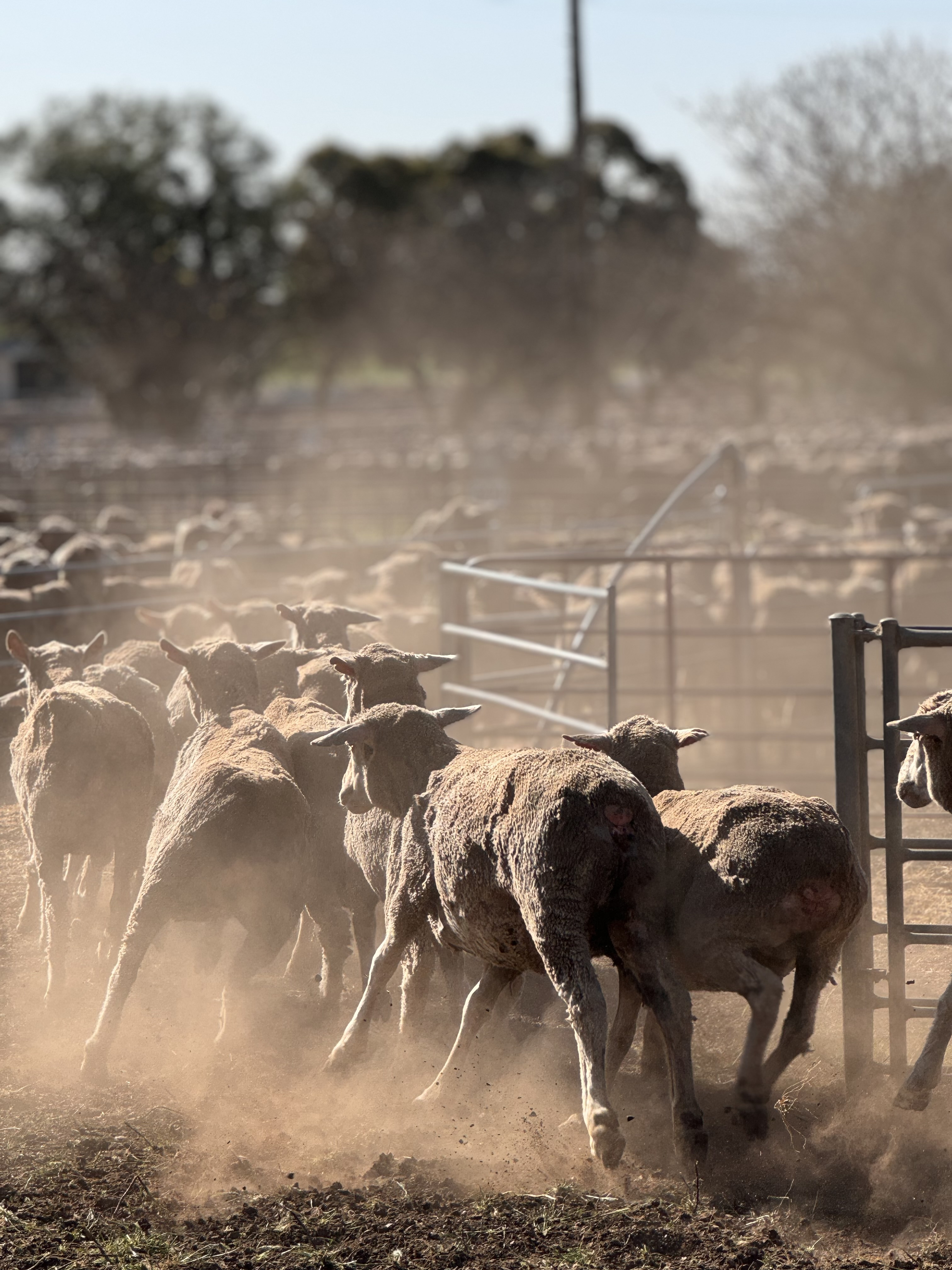Grace Teate Delivering sheep AP