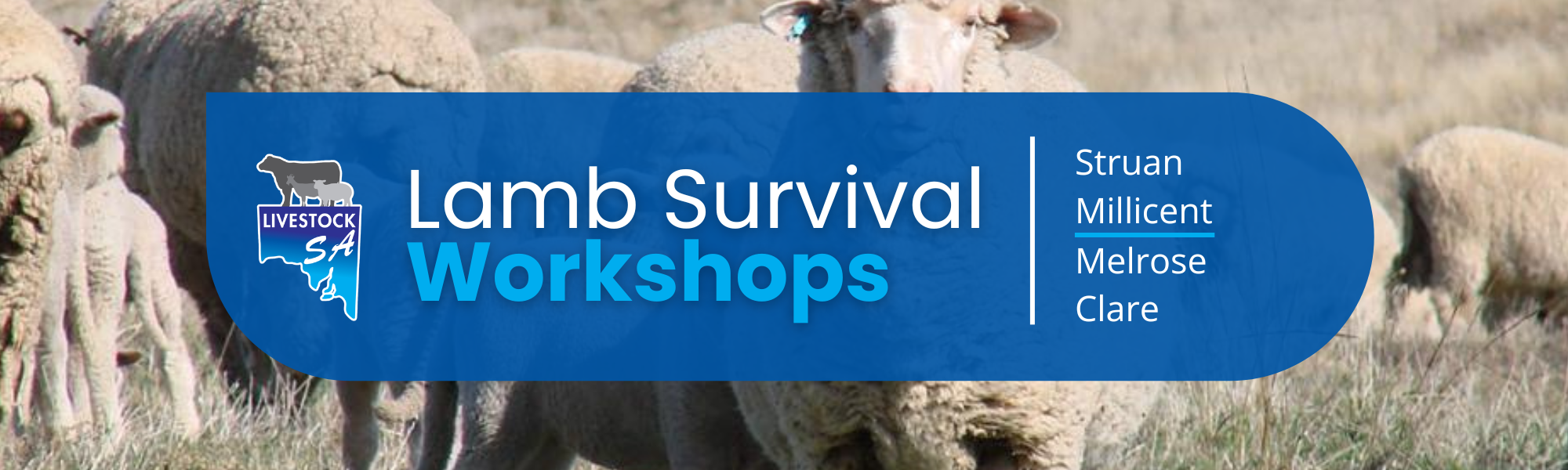 Lamb Survival Workshops 2026 3
