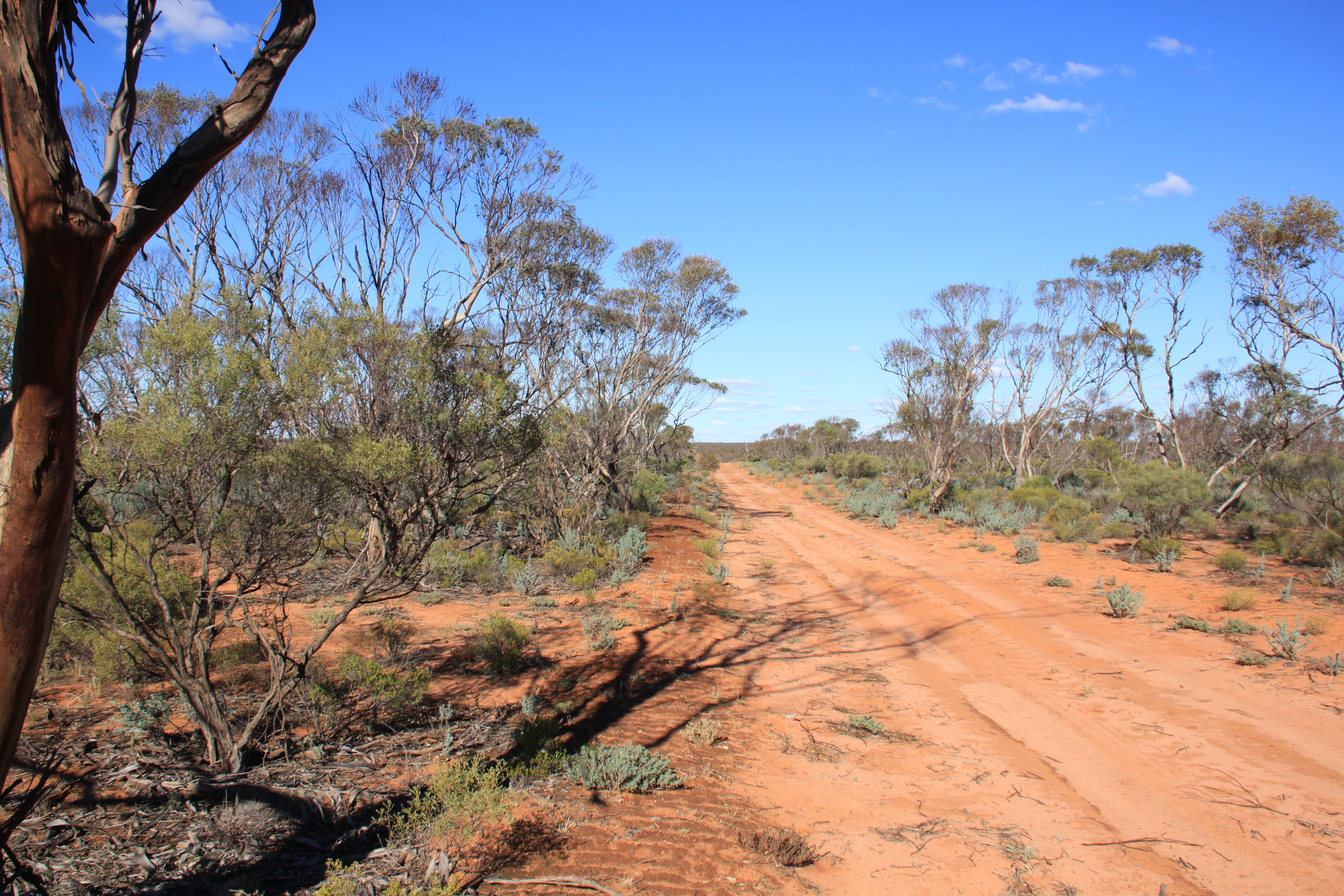 Landscape Calperum