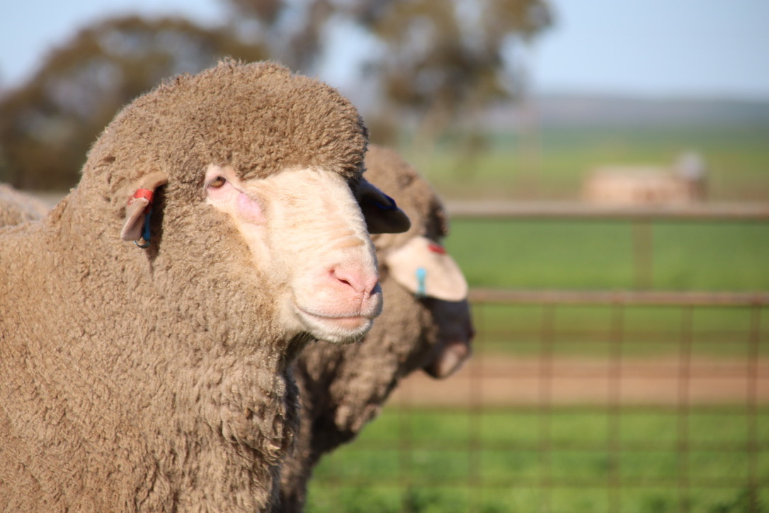 Sheep 5 Sophie Ashby