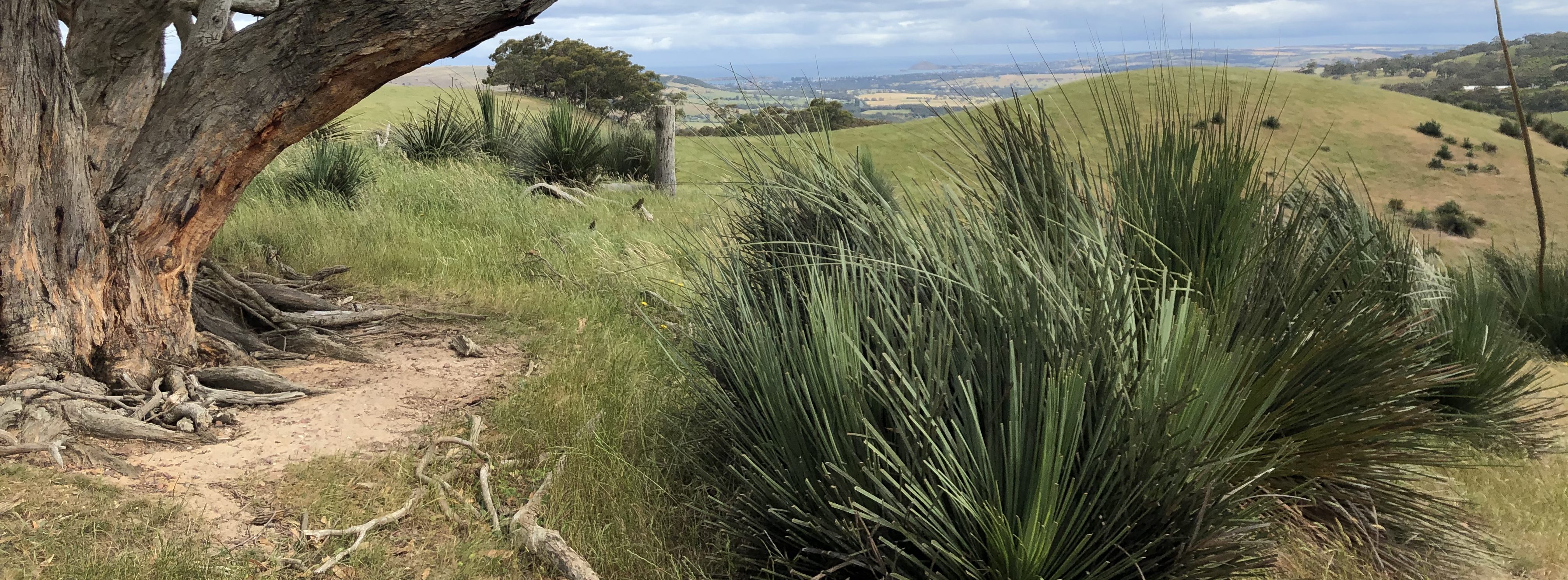 Tree overlooking Hindmarsh valley 1 2021 04 28 020153