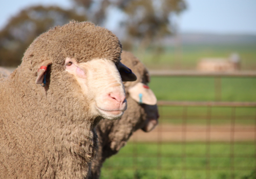 Sheep 5 Sophie Ashby