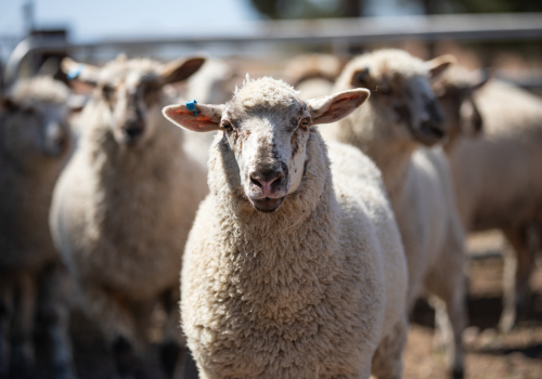 Tash Westbrook Feedlot YP 12