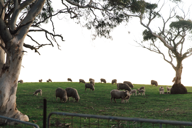 Sheep in Paddock