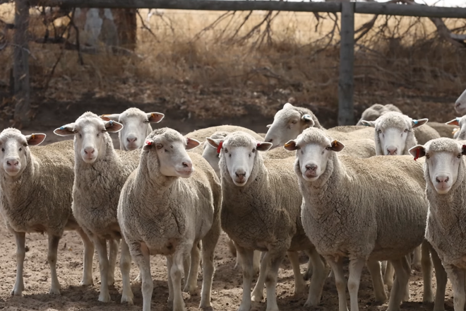 Sheep