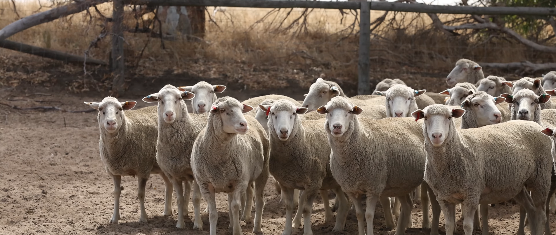 Sheep